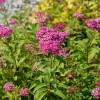 Spiraea japonica 'Zigeunerblut' - Jaapani enelas 'Zigeunerblut' C2/2L